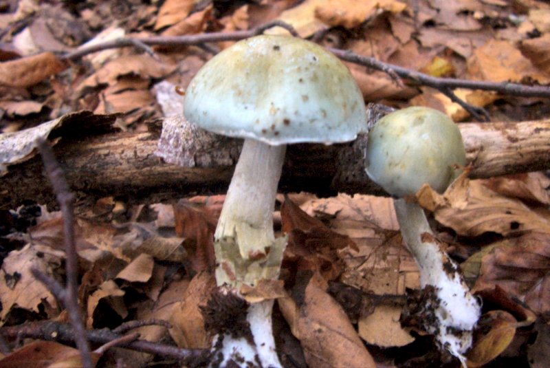 Hygrocybe psttacina ?